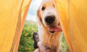 dois-je accepter les chien dans mon camping _ camping chien - vacances chien