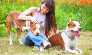 camping chien categorise - vacances chien categorise - chien categorise - emmenetonchien