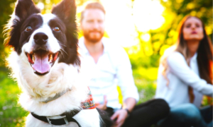 remplir planning clients - chiens - gites