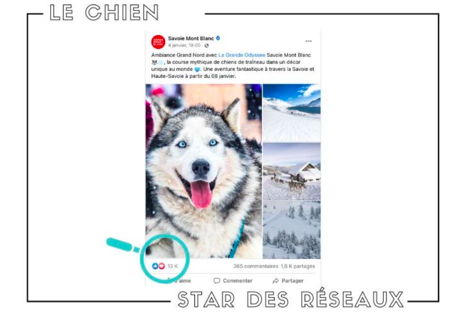 Contenus reseaux sociaux - chien - tourisme