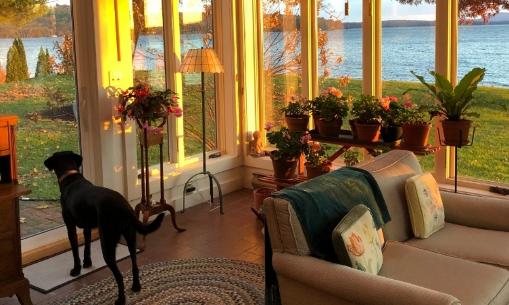 Chien avec un canapé dans une maison de vacances dog-friendly