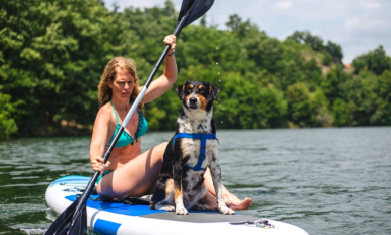 Chien sur un canoë