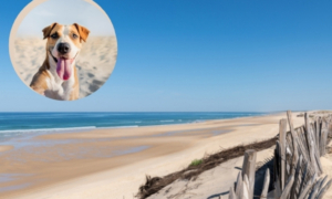 Office de tourisme bisca grands lacs - chien - EmmeneTonChien_com