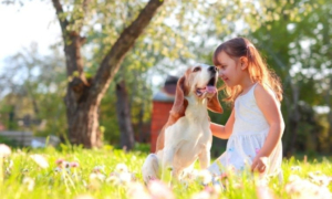 gite animaux acceptes - accepter les animaux dans mon gite - chien gite - emmentonchien - Accueil dog-friendly