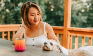 hebergement chien accepte - recommandation - avis - gite chien bienvenu