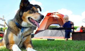Camping chien accepte - camping dog-friendly - herbergement chien admis - vacances chien - emmenetonchien
