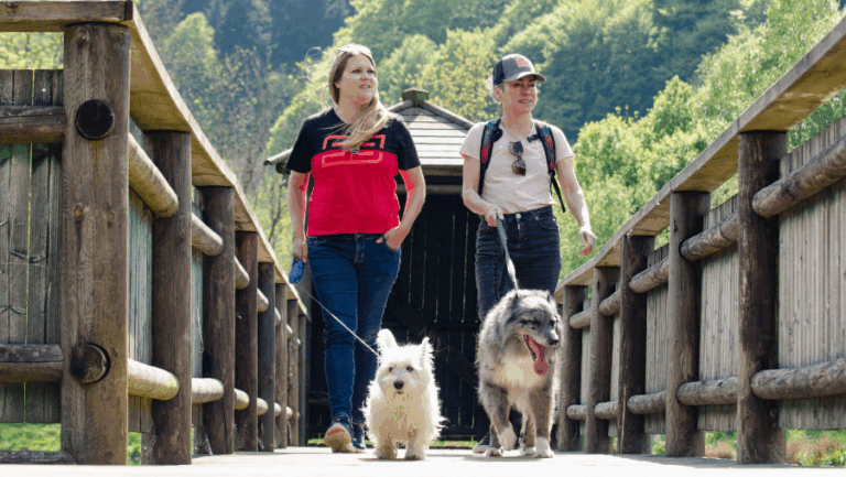 chiens dans le Sancy en balade