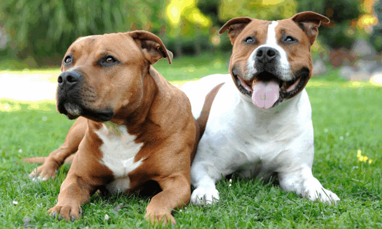 Staffordshire terrier