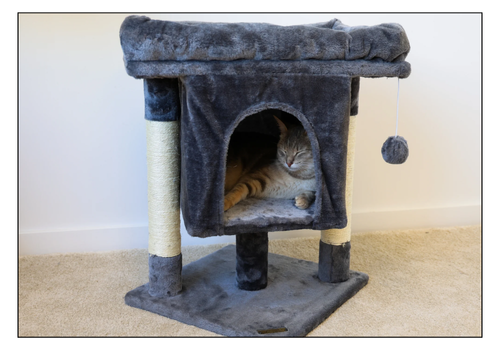 arbres à chat zoomalia pour équiper sa location de vacances pet-friendly