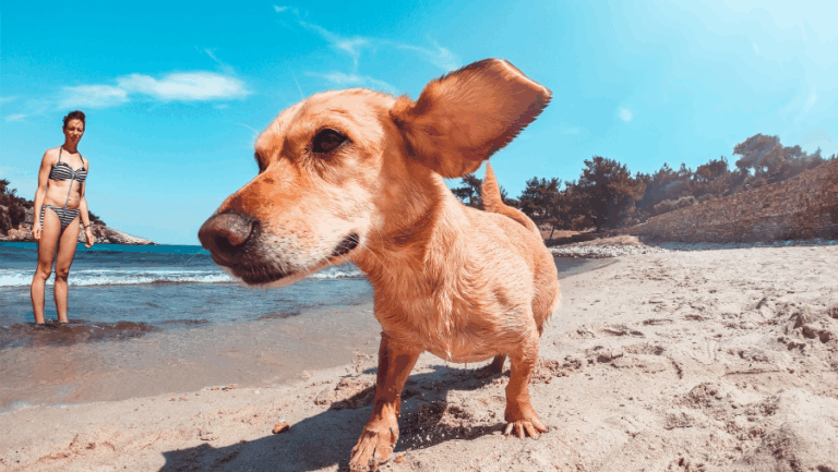 plage chien accepté