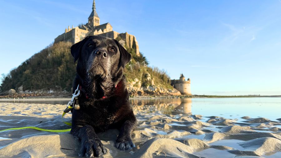Musher la mascotte de EmmeneTonChien.com devant le Mont-Saint-Michel