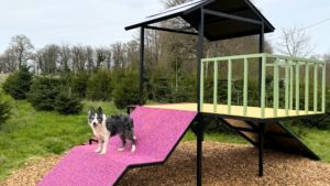 chien agility