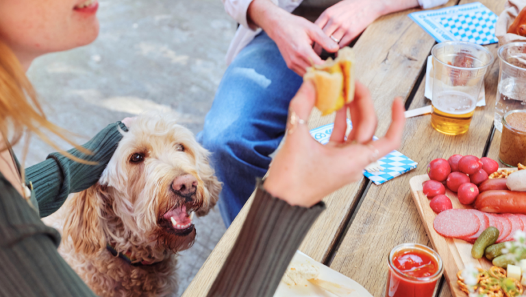 chien restaurant QUALIDOG